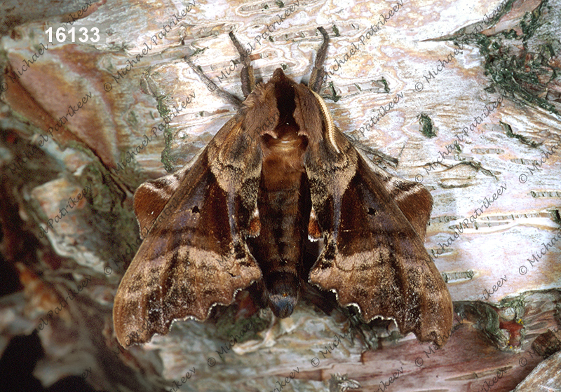 Blinded Sphinx (Paonias excaecatus)